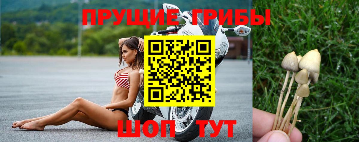 Псилоцибиновые грибы Psilocybe Лесозаводск